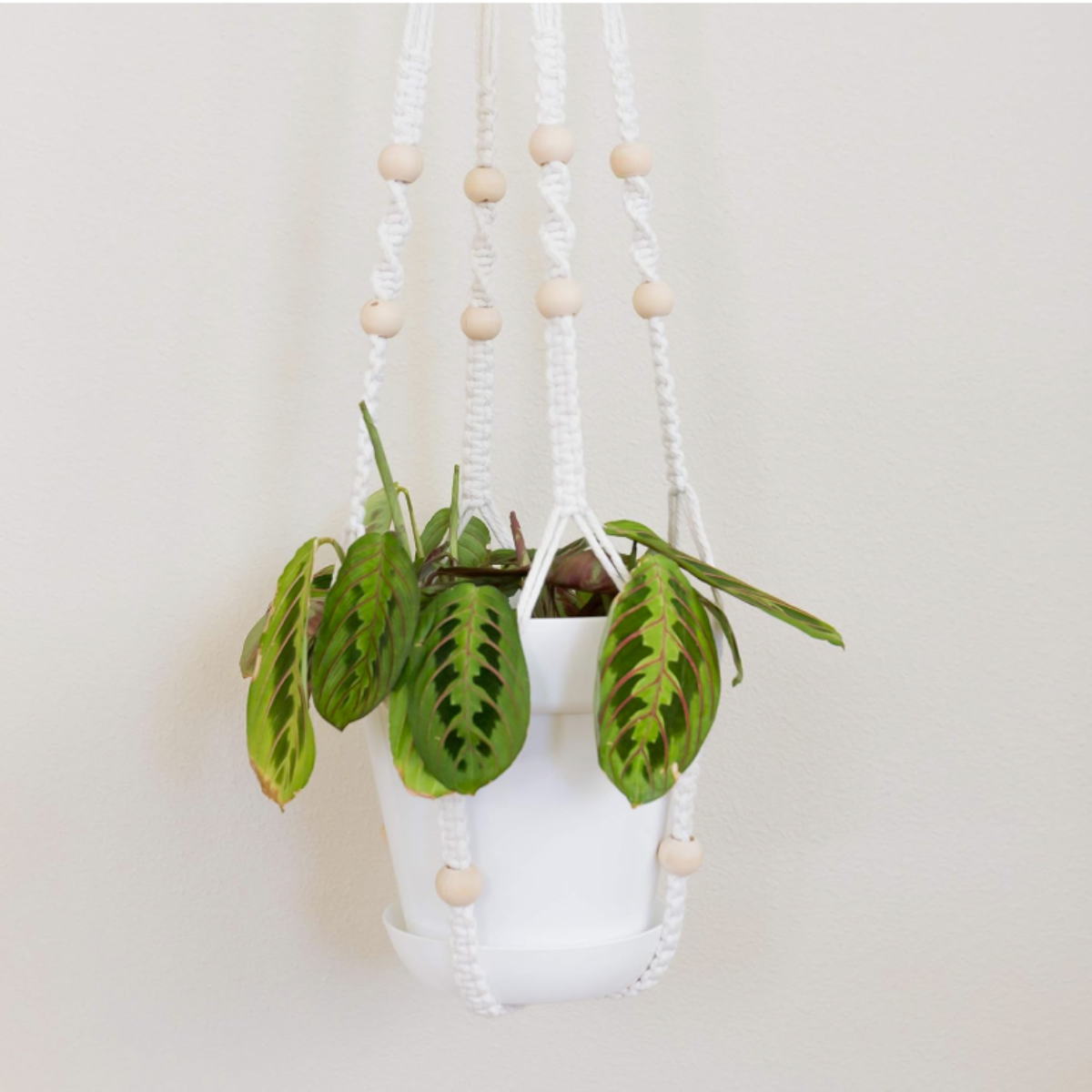 8 Pack 5.5 Inch Plastic Planters Indoor Flower Plant Pots, Classic Decorative Gardening Pot with Drainage Holes (White with Saucers)